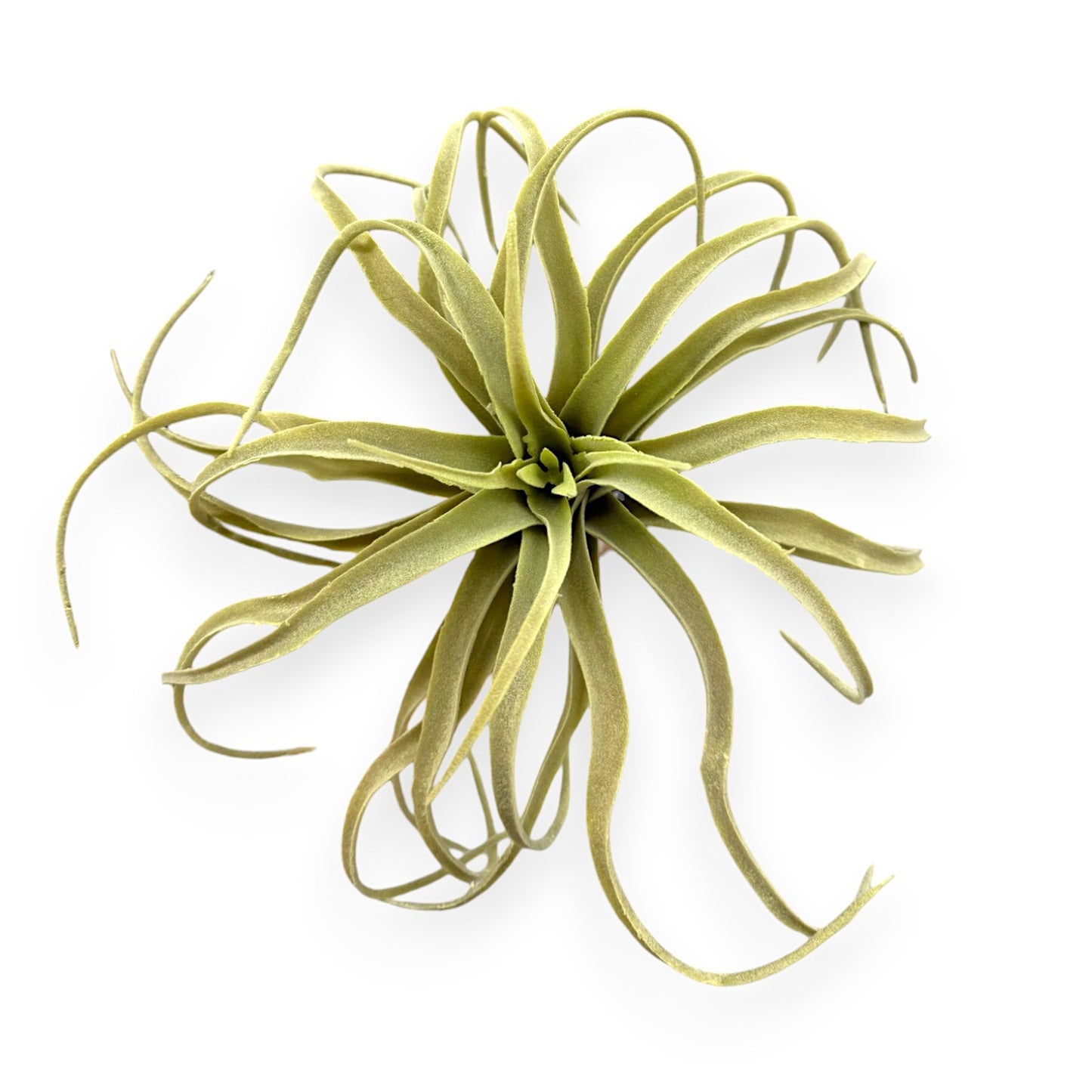 TILLANDSIA PICK