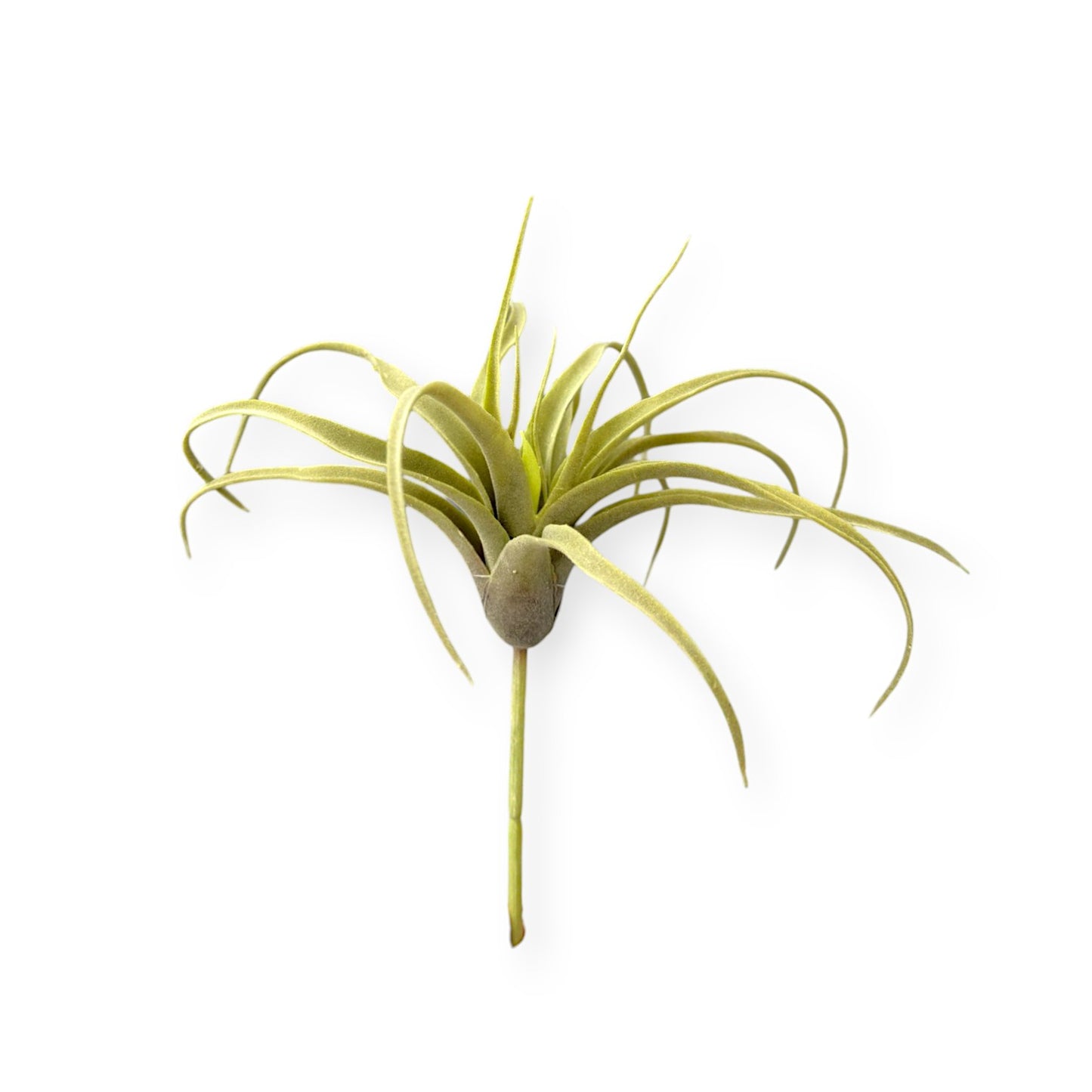 TILLANDSIA PICK