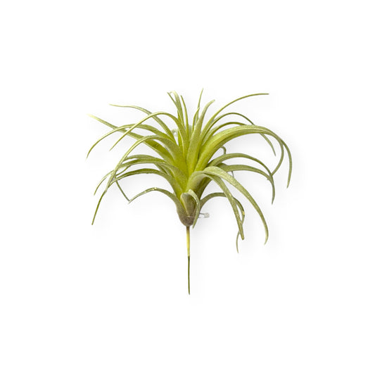 TILLANDSIA PICK