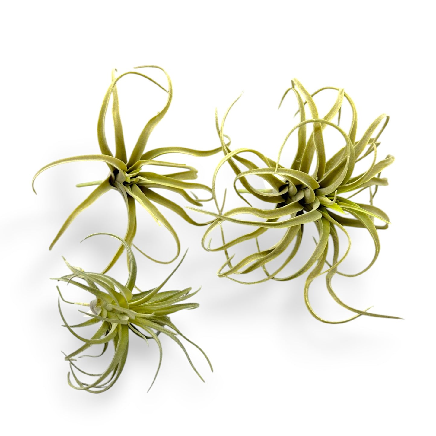 TILLANDSIA PICK