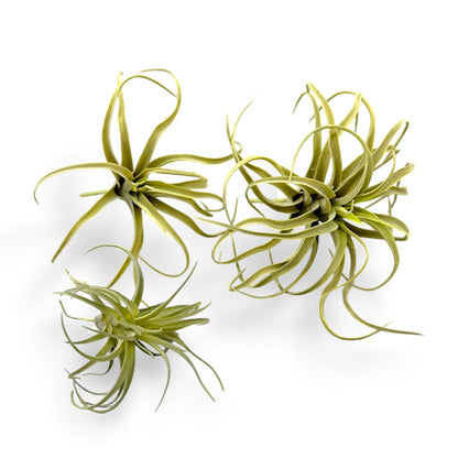 TILLANDSIA PICK