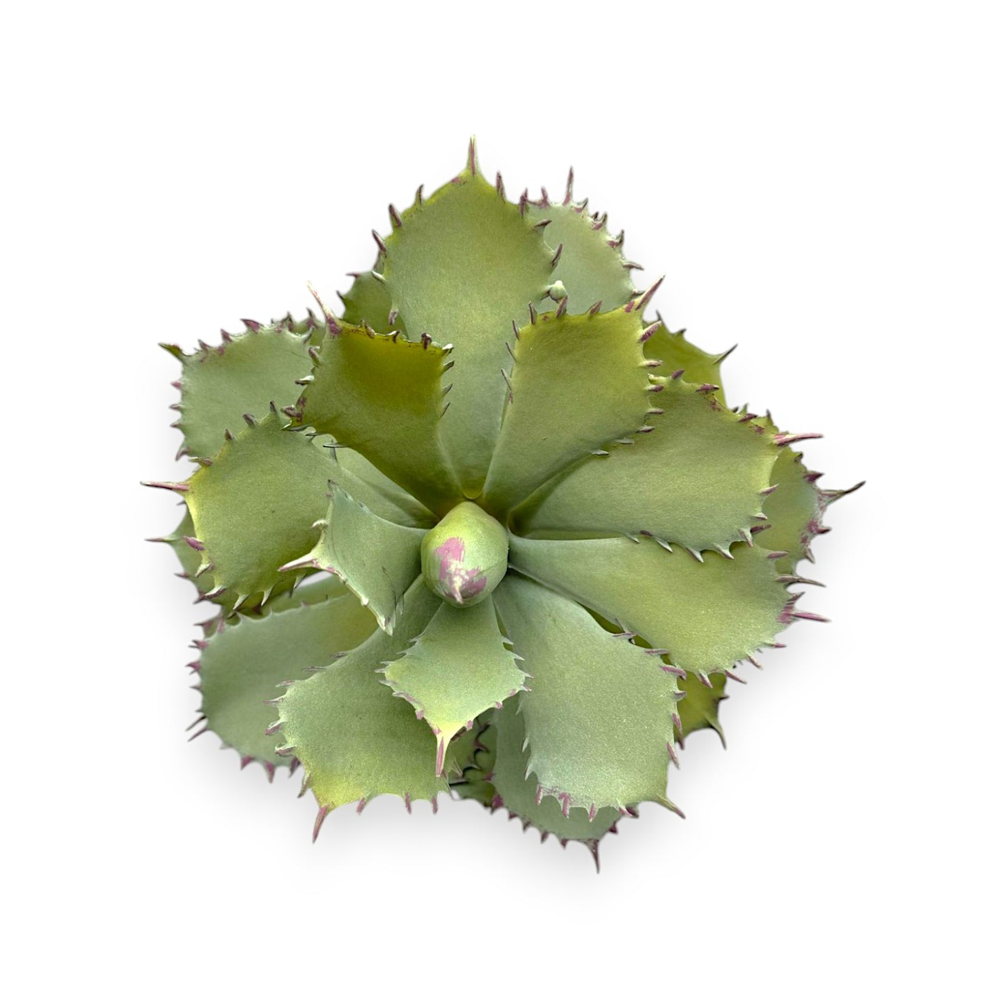 LARGE SUCCULENT 10"