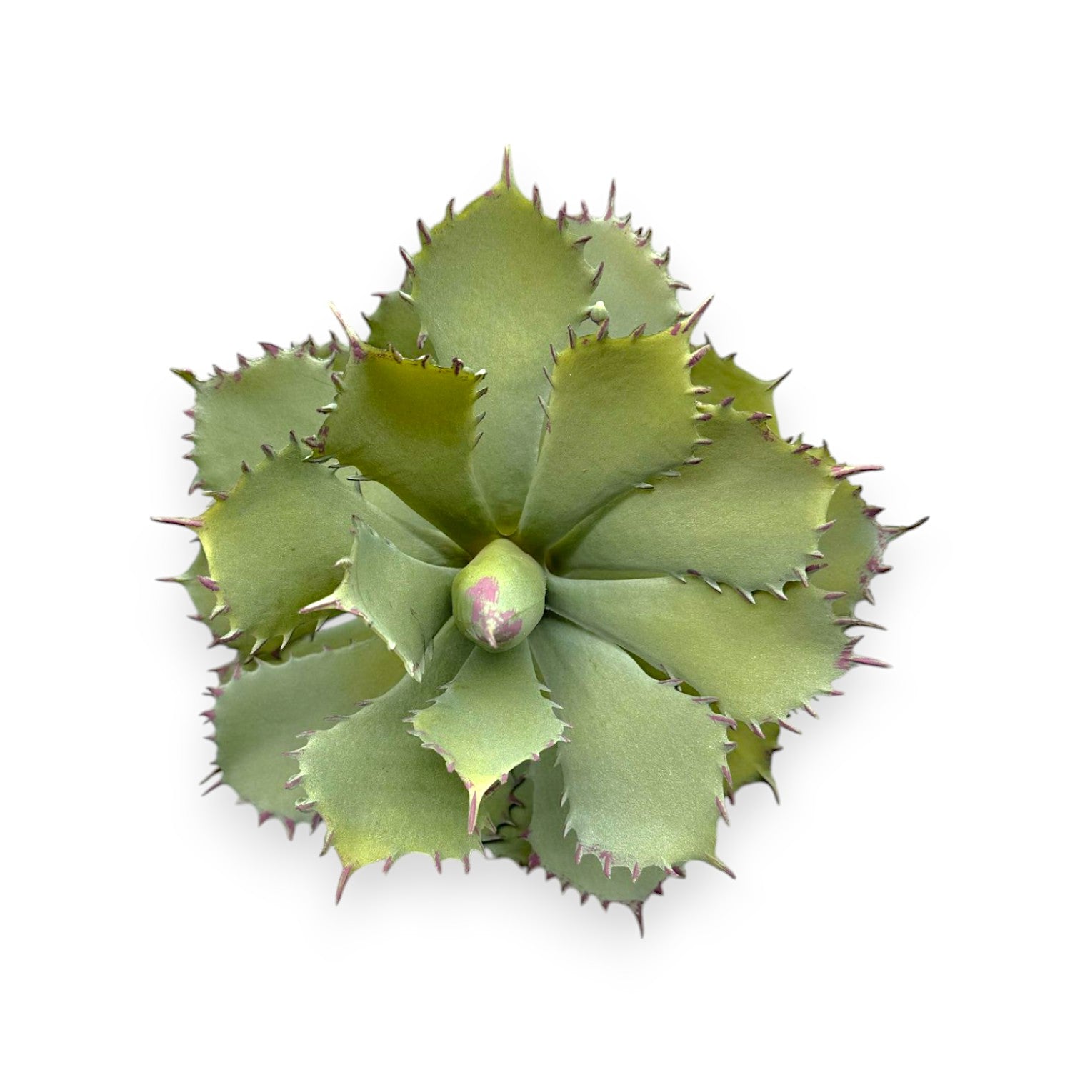 LARGE SUCCULENT 10"