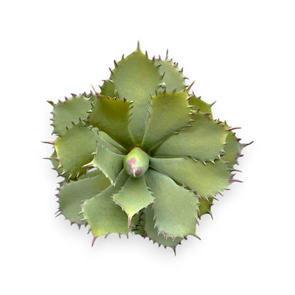 LARGE SUCCULENT 10"