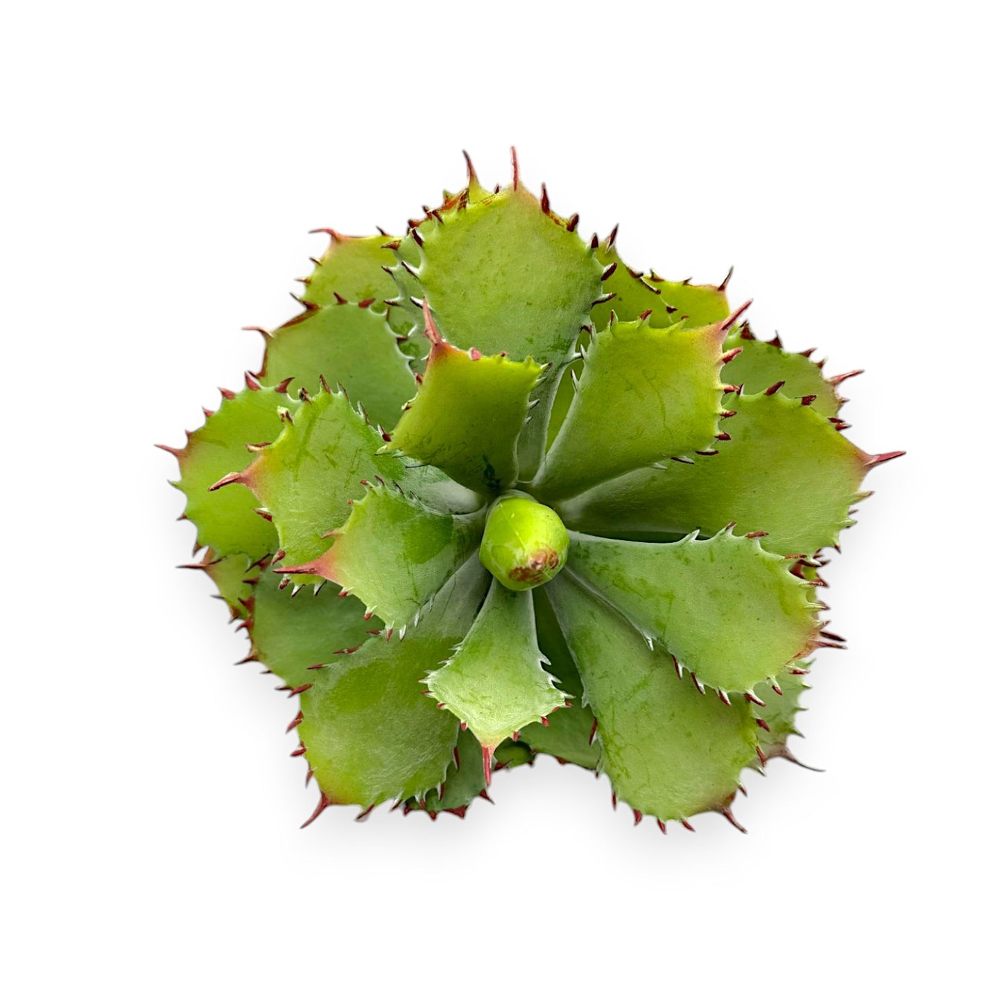 LARGE SUCCULENT 10"