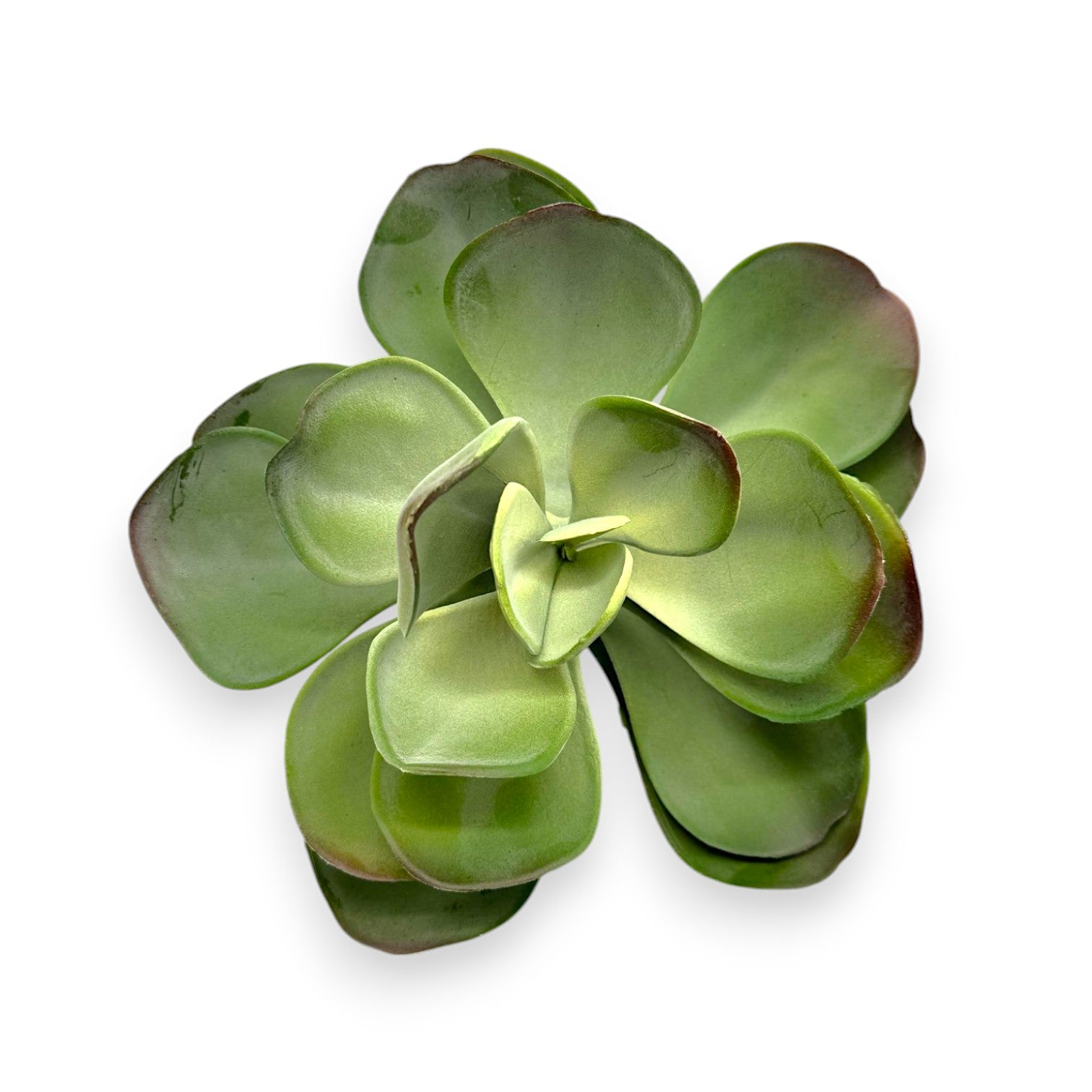 LARGE SUCCULENT 10"