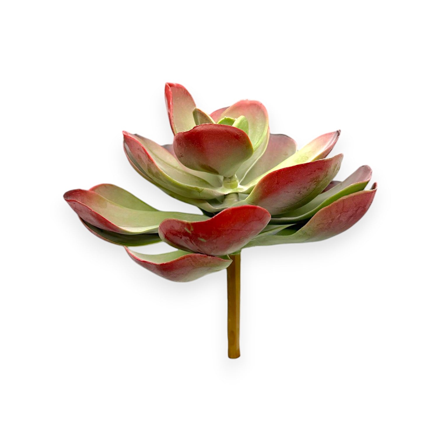 LARGE SUCCULENT 10"