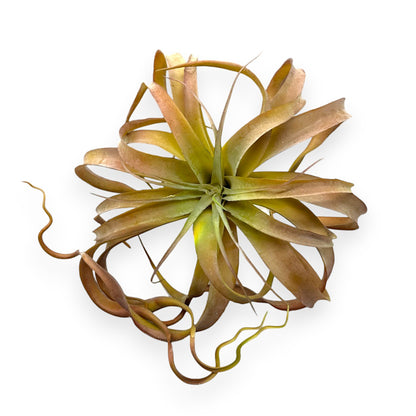 LARGE TILLANDSIA 13"