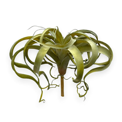 LARGE TILLANDSIA 13"