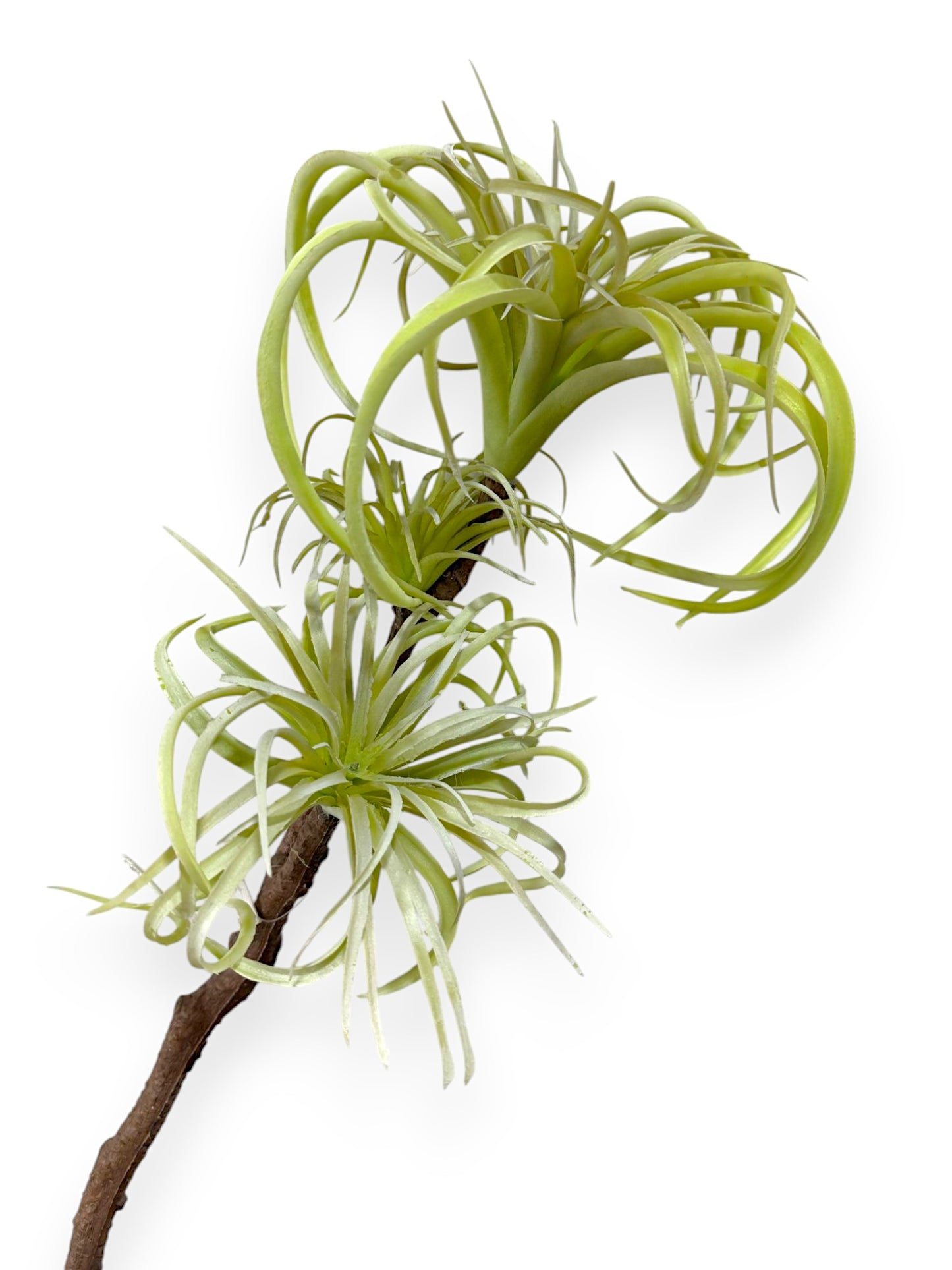 TALL TILLANDSIA BRANCH X3 20"