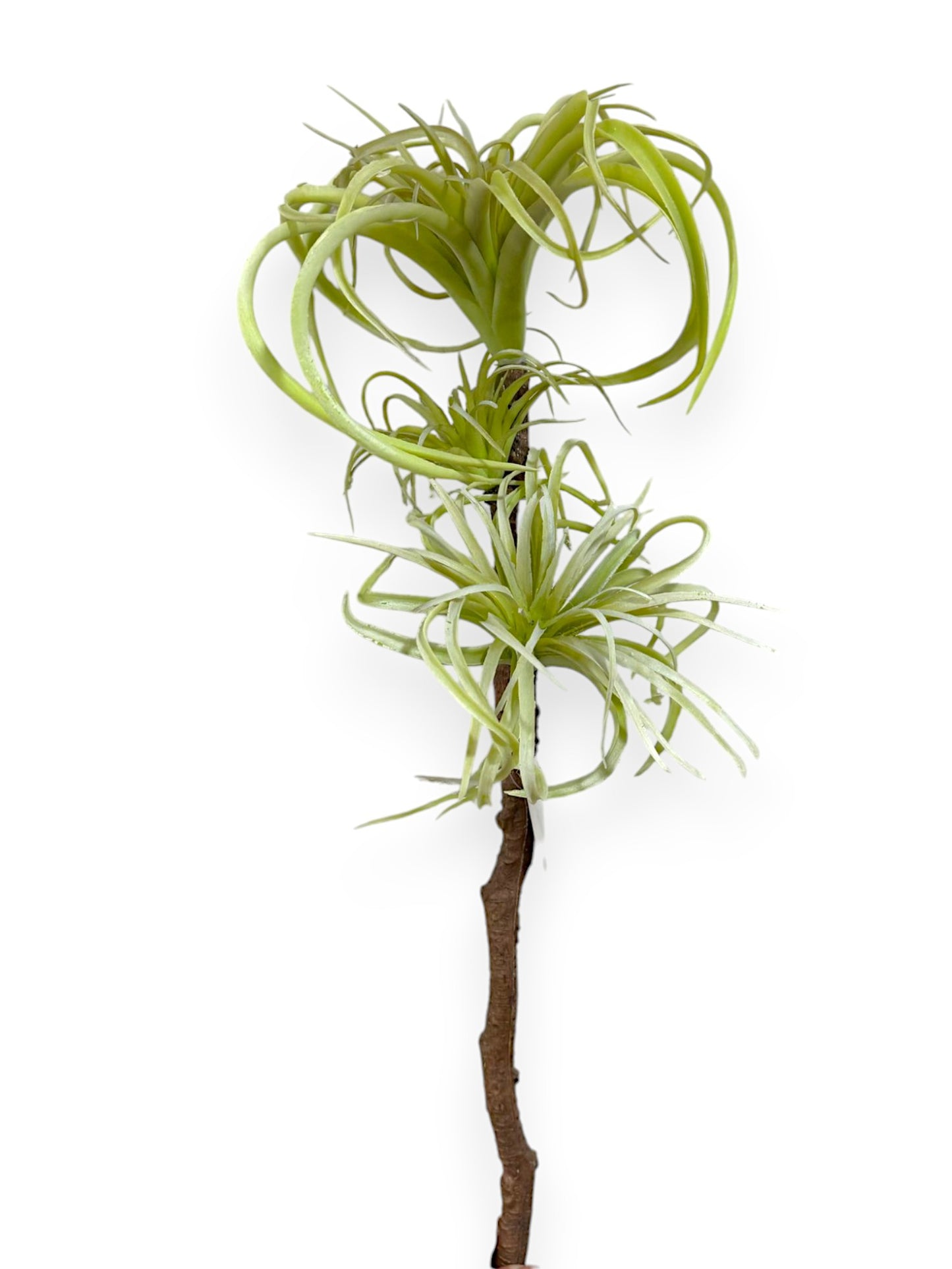 TALL TILLANDSIA BRANCH X3 20"