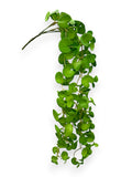 HANGING GREEN PLANT PILEA