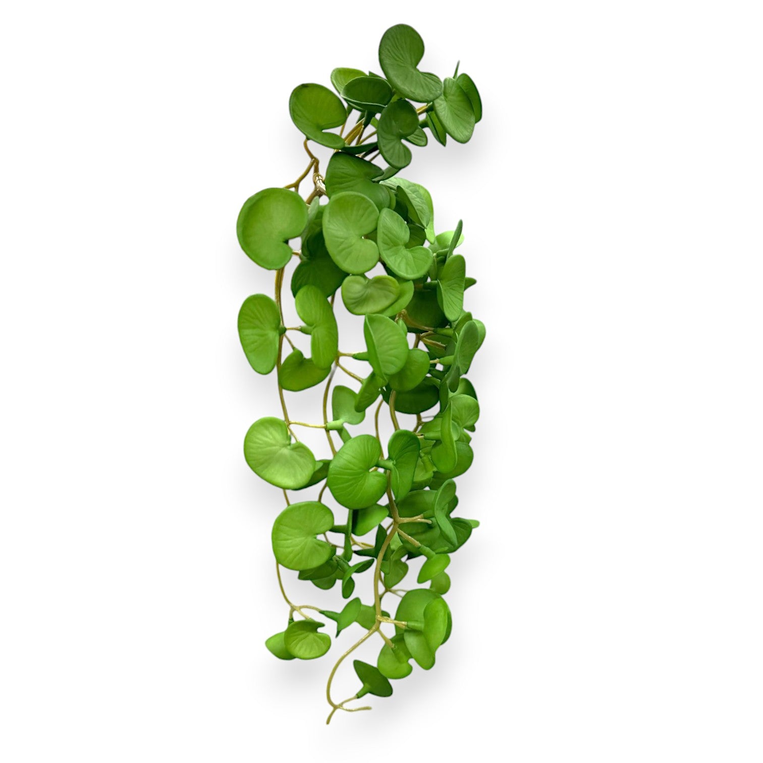 HANGING GREEN PLANT PILEA