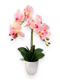 ORCHID PHALEANOPSIS W/POT 21"