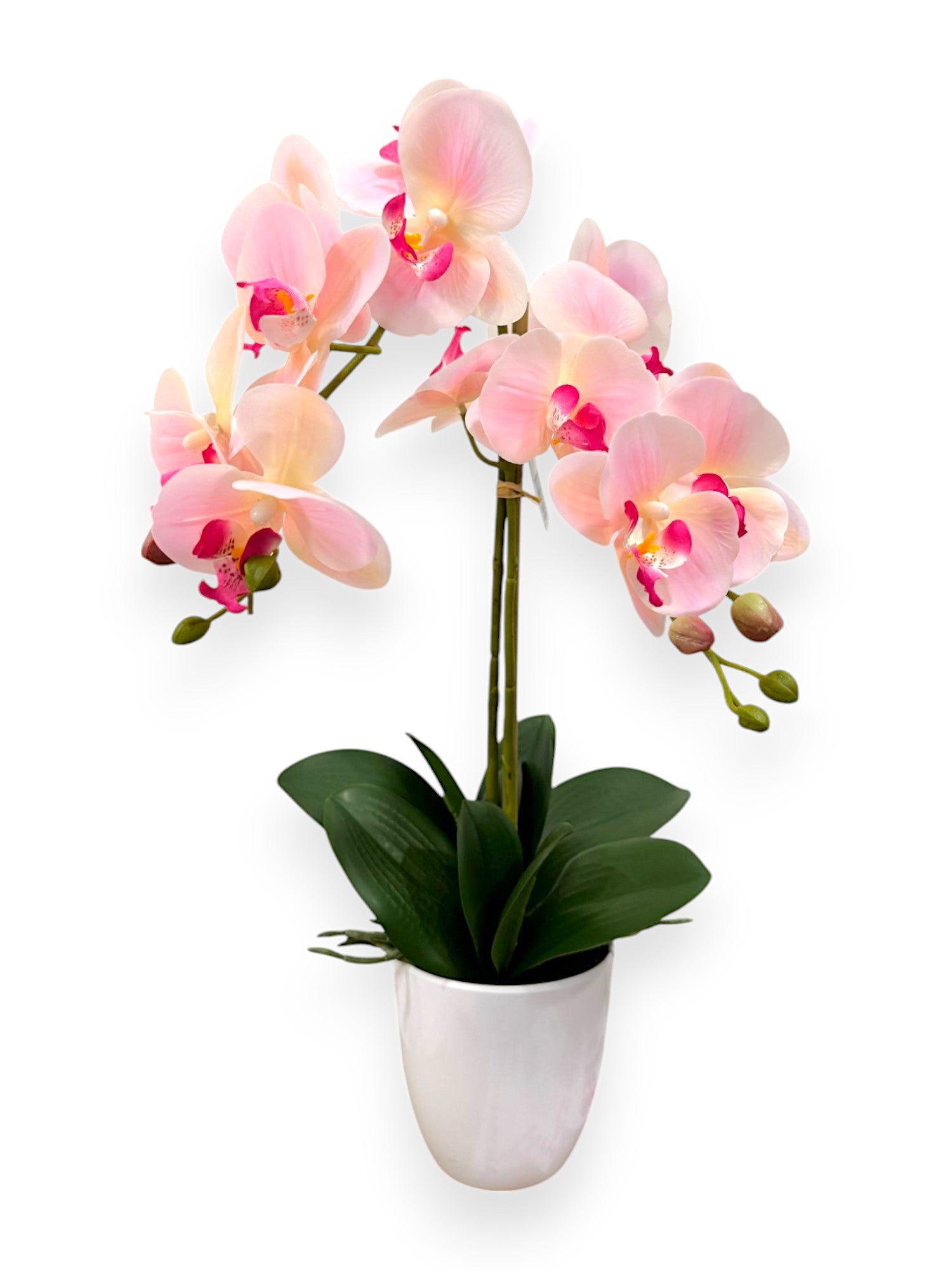 ORCHID PHALEANOPSIS W/POT 21"