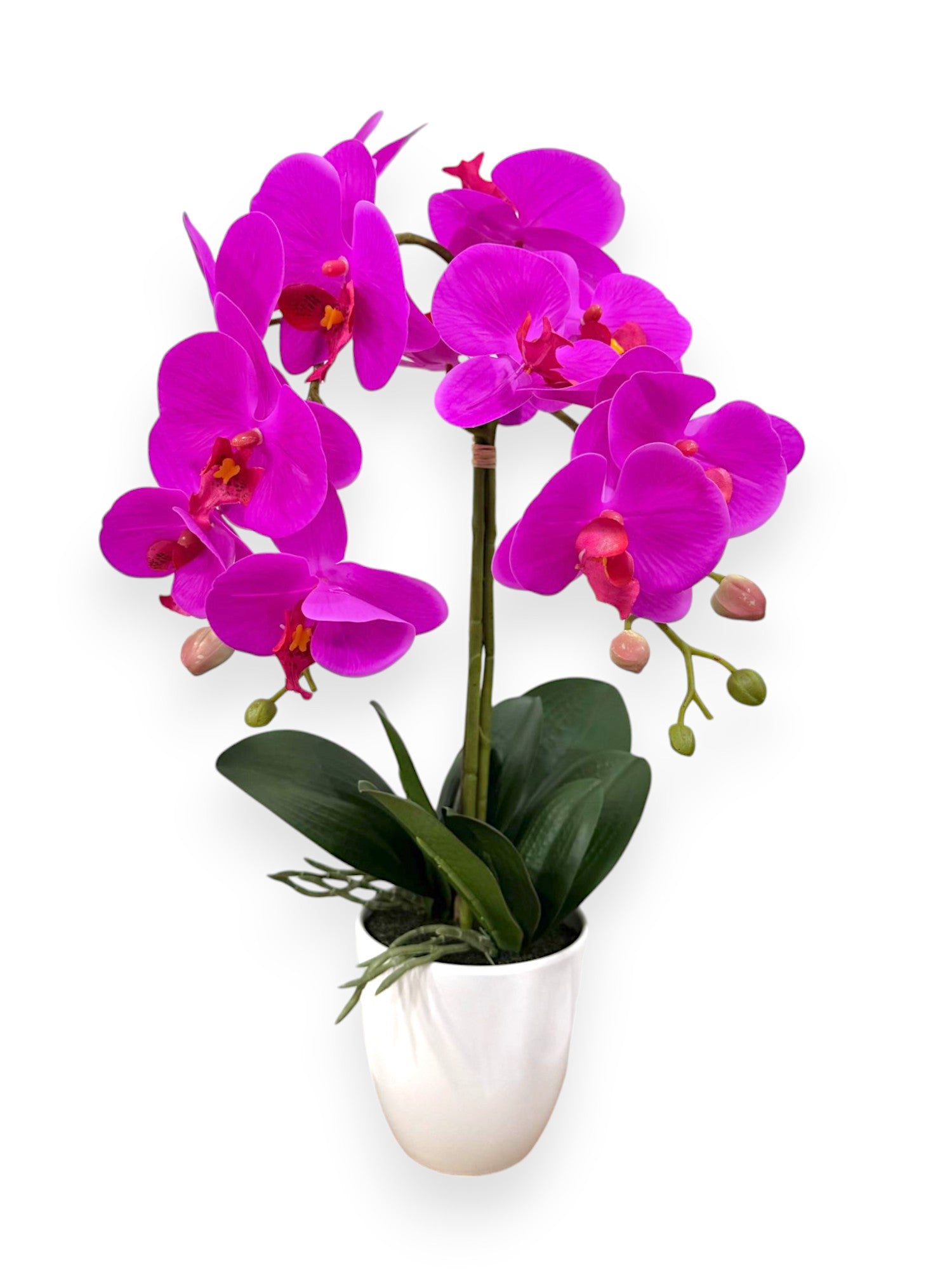 ORCHID PHALEANOPSIS W/POT 21"