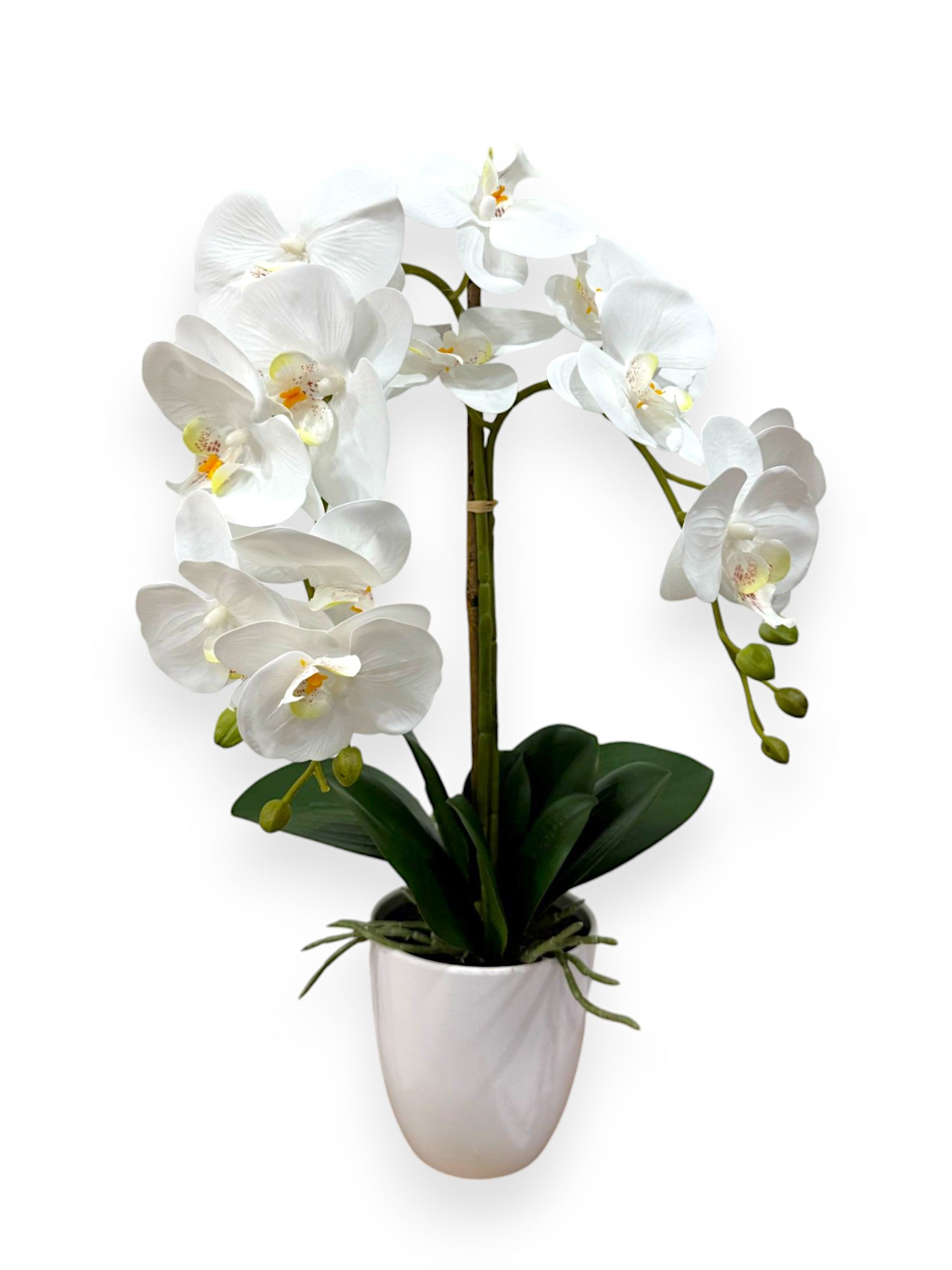 ORCHID PHALEANOPSIS W/POT 21"