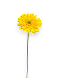 GERBERA DAISY 21.5"