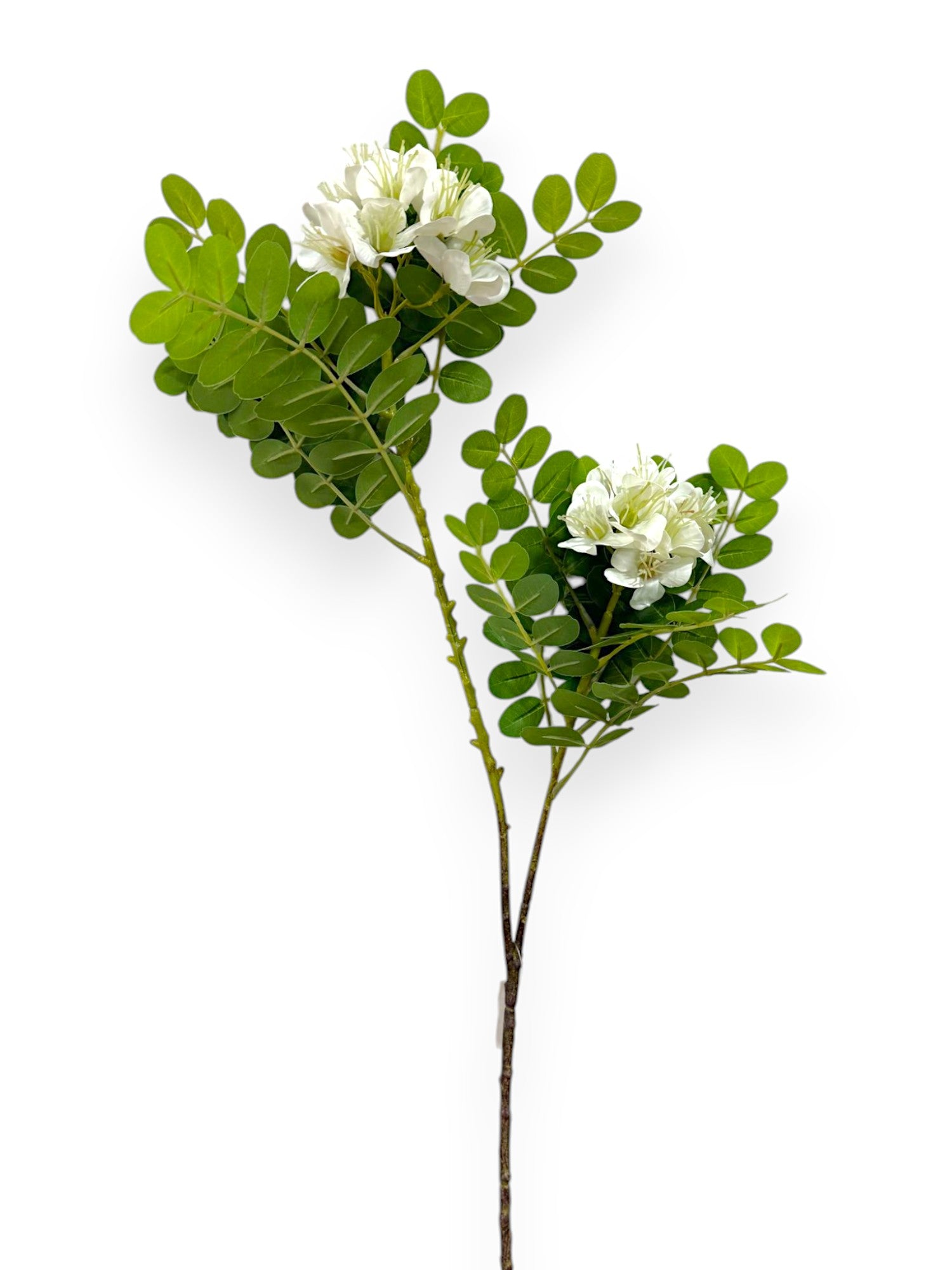 CASSIA SPRAY 29"