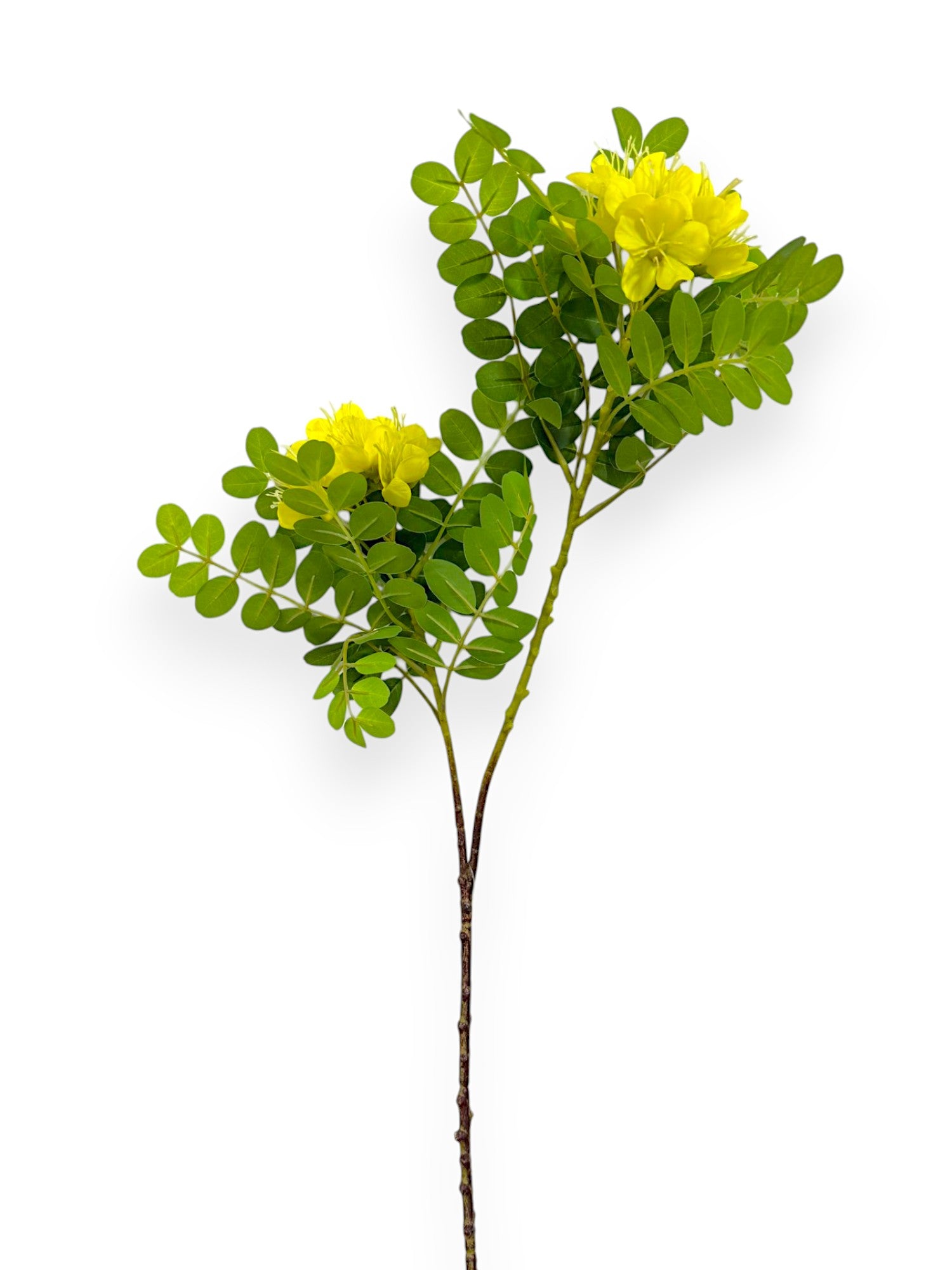 CASSIA SPRAY 29"