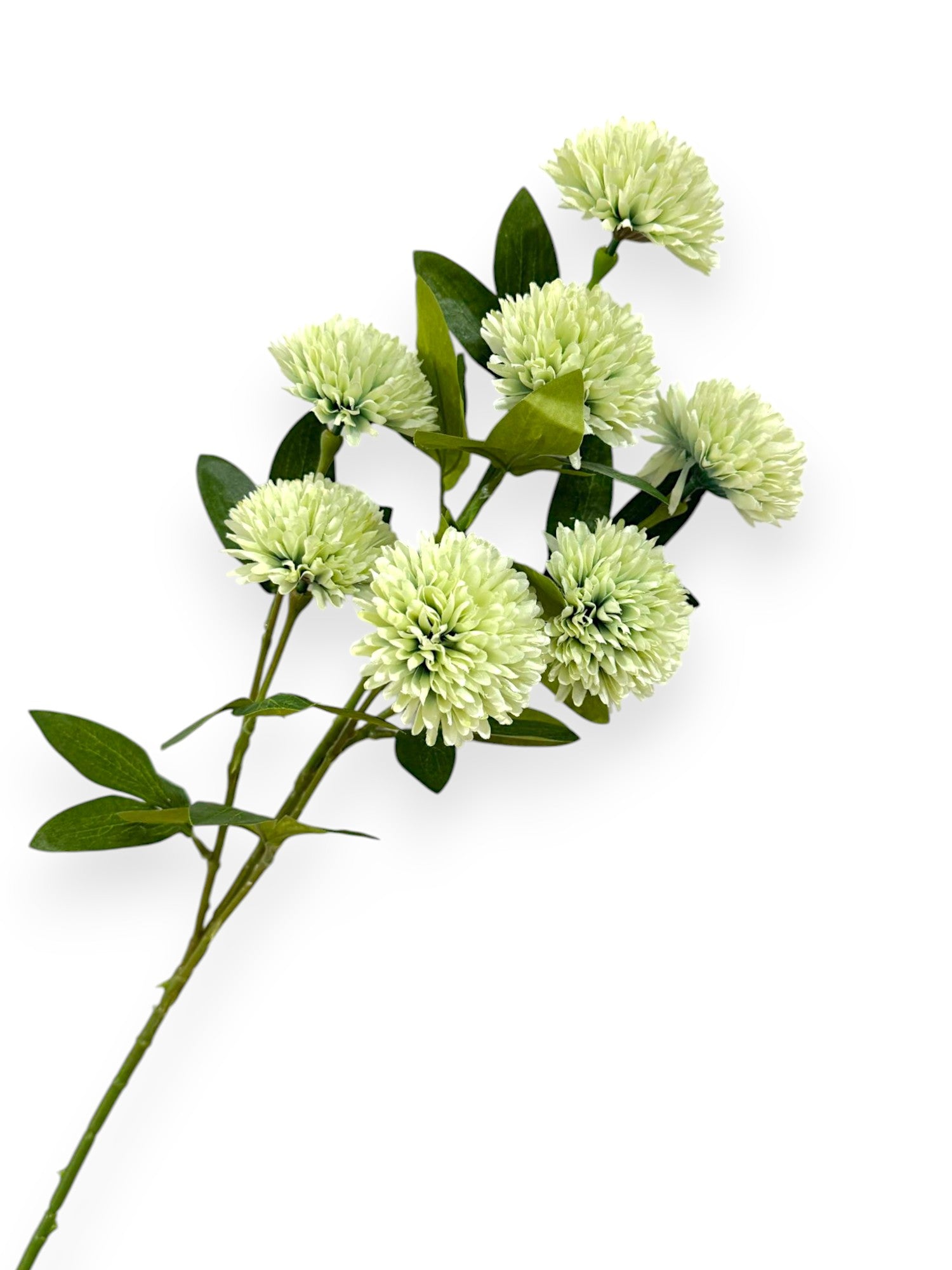 BALL CHRYSANTHEMUMX7 29"
