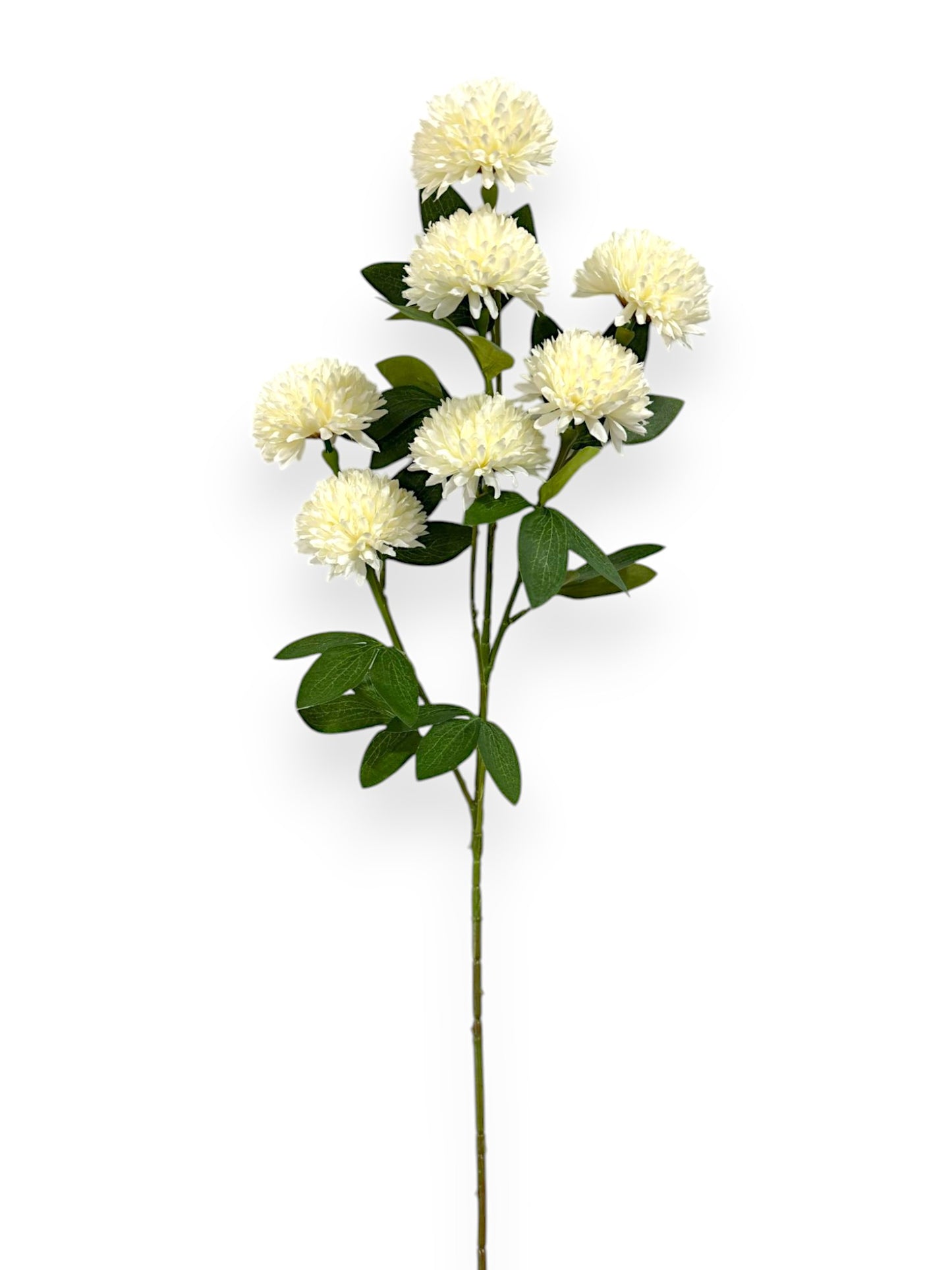 BALL CHRYSANTHEMUMX7 29"