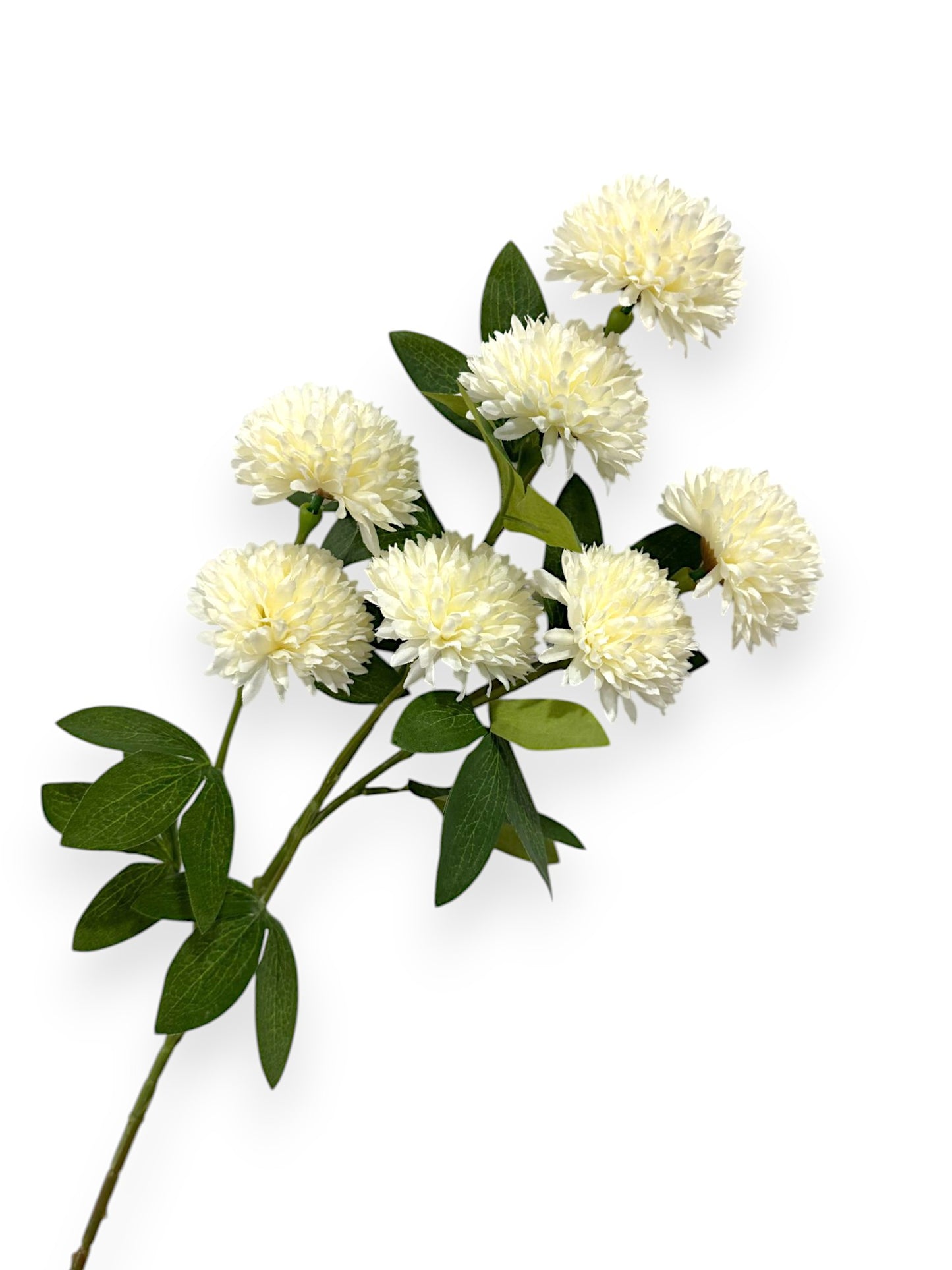 BALL CHRYSANTHEMUMX7 29"