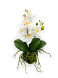 ORCHID PHALEANOPSIS PLANT 9"