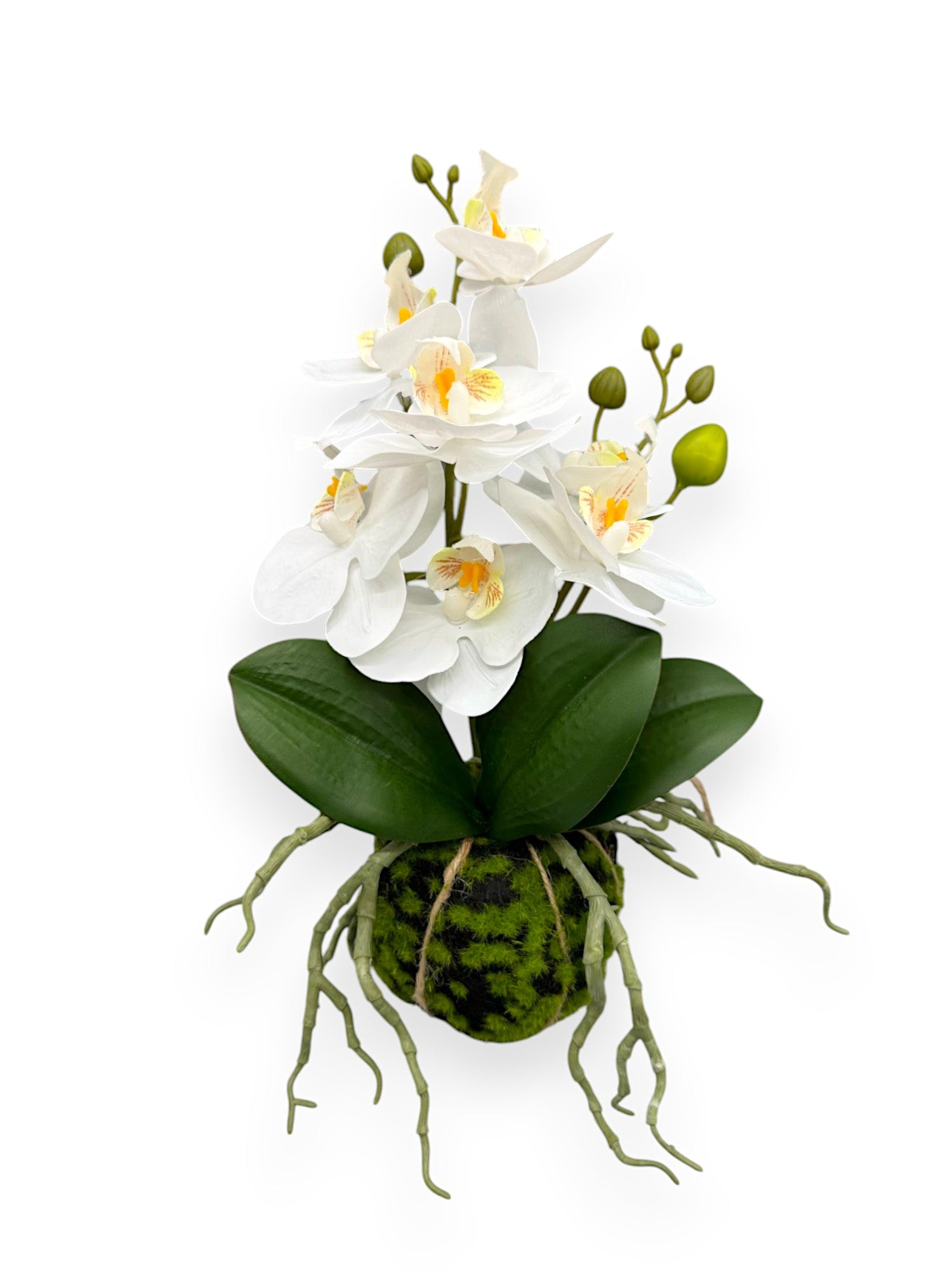 ORCHID PHALEANOPSIS PLANT 9"