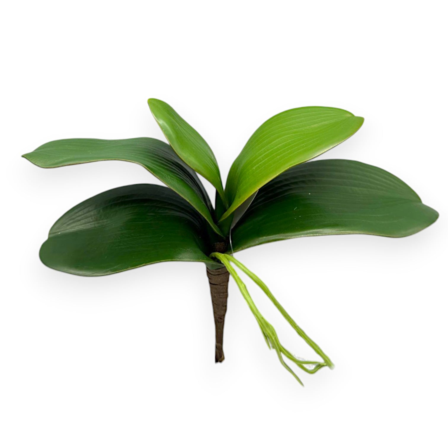 ORCHID LEAF 9"
