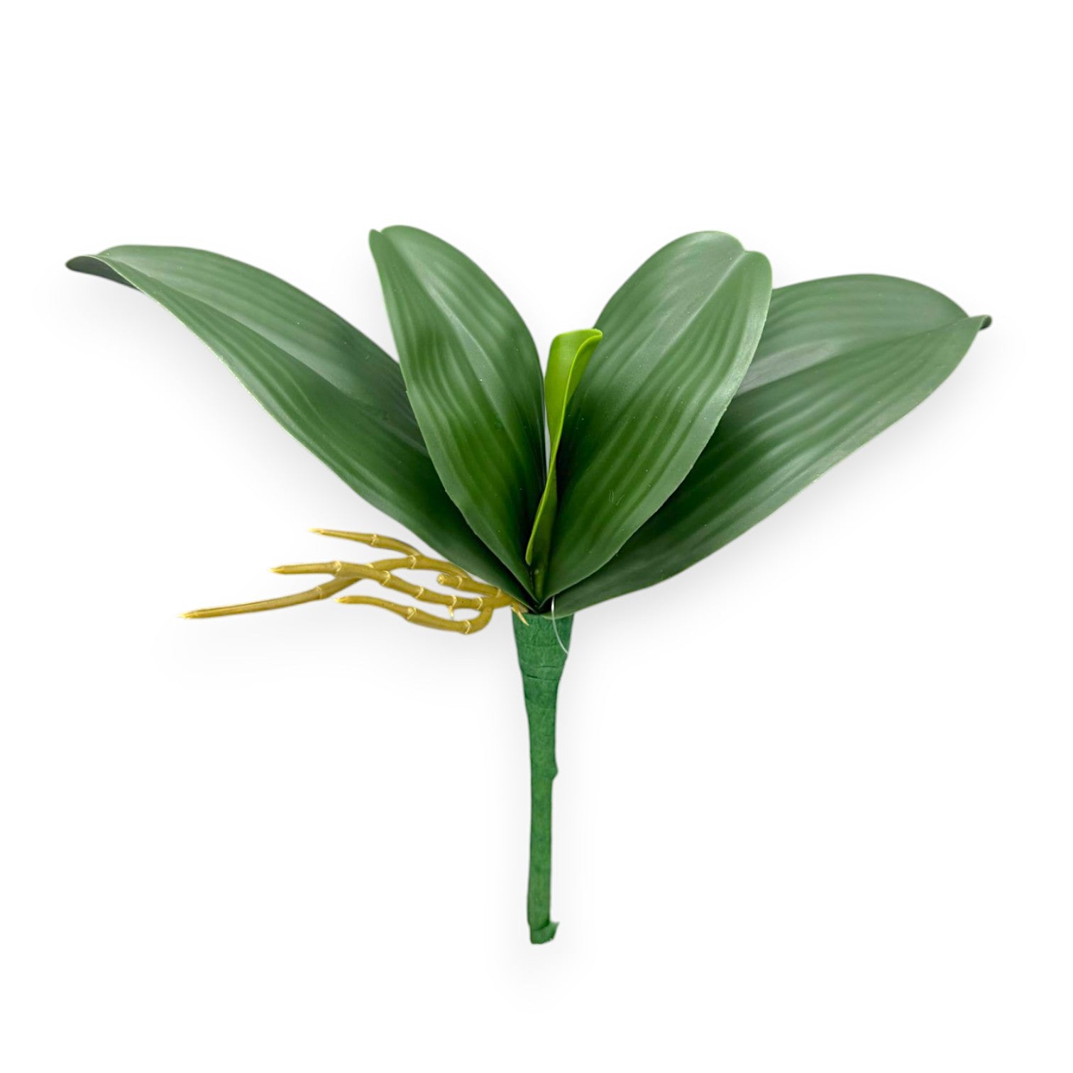 ORCHID PHAL LEAF