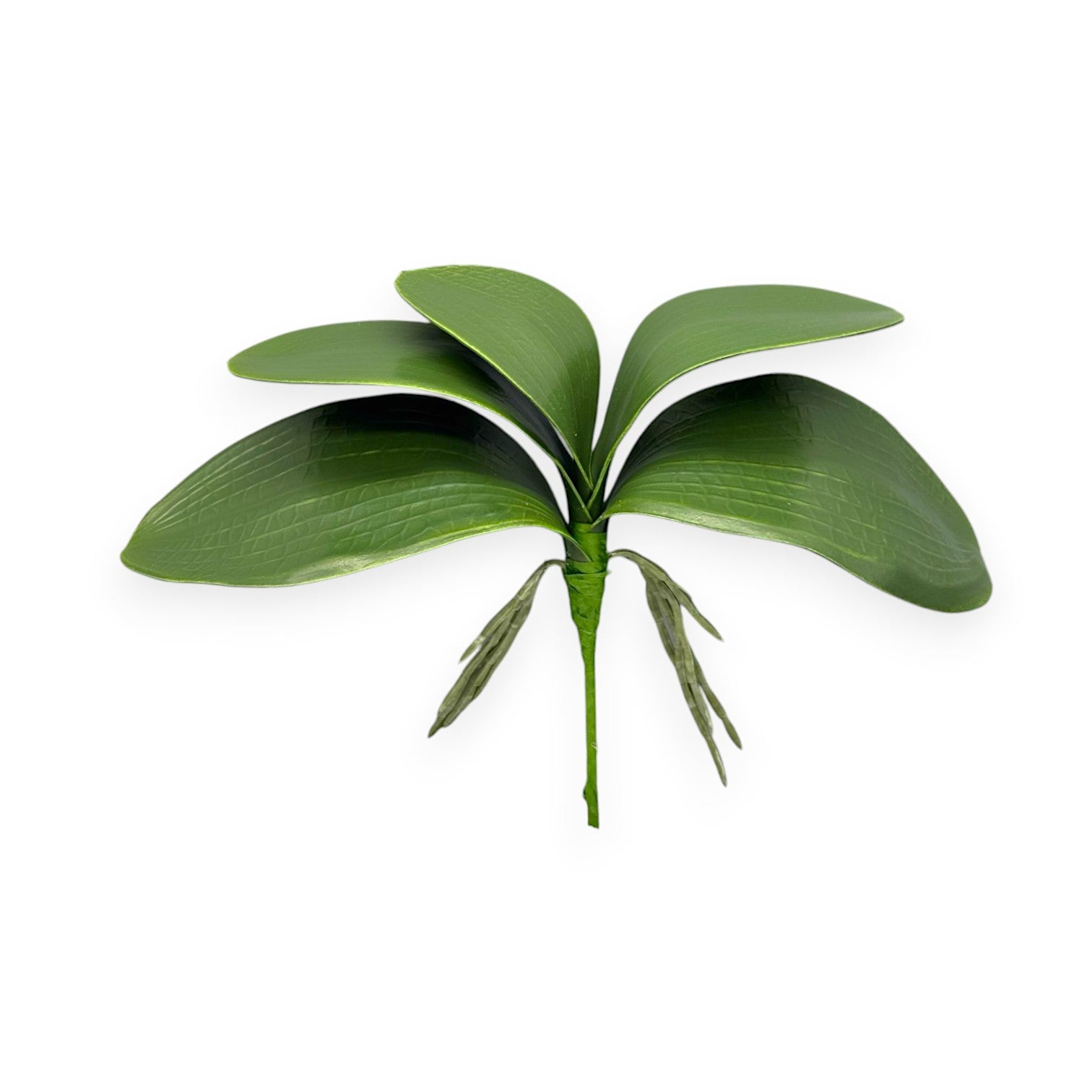 PHAL LEAF CLUSTER 11"