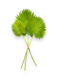 PALM LEAF BUNDLE X3