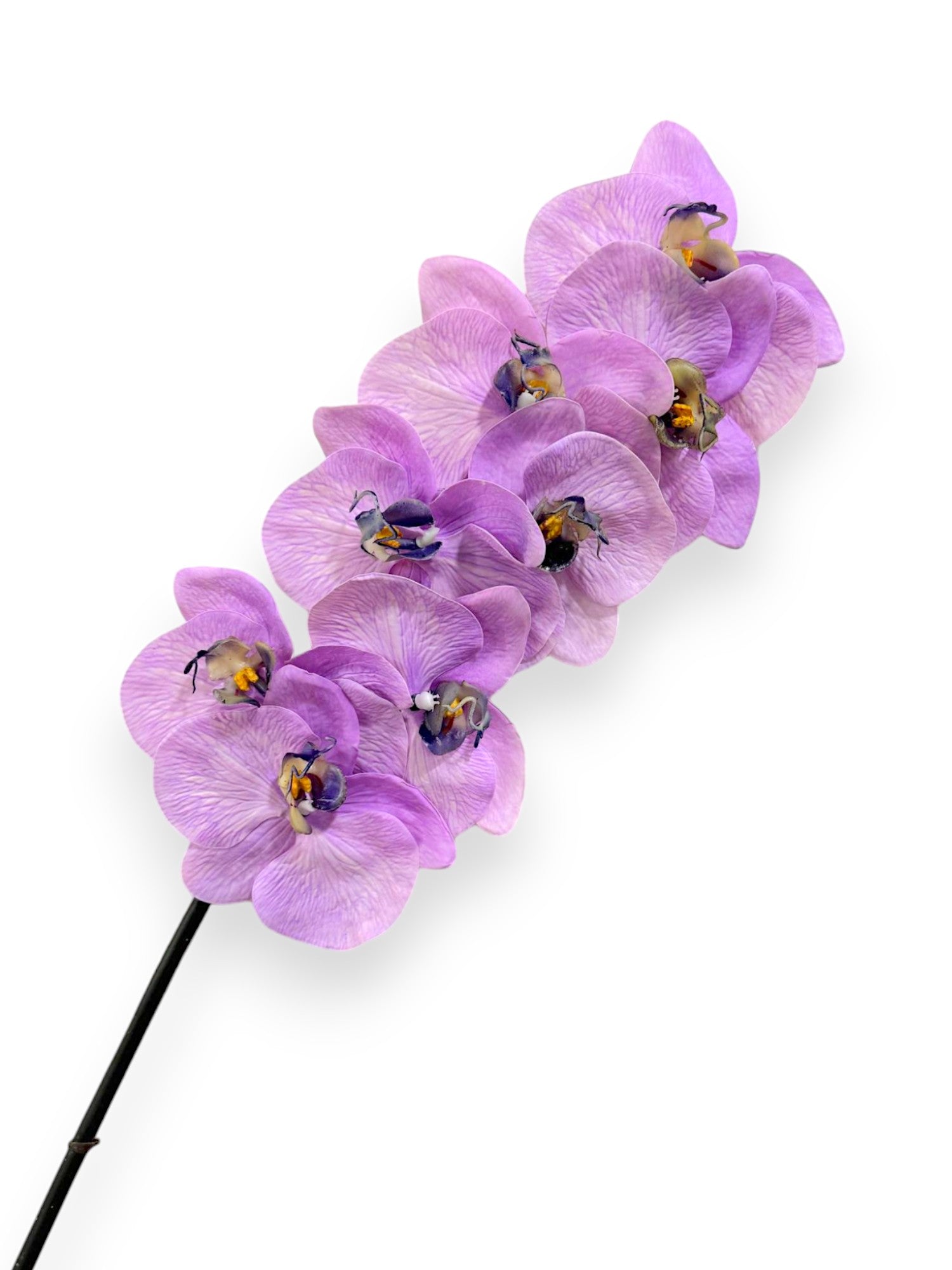 ORCHID PHAL.X8 34"