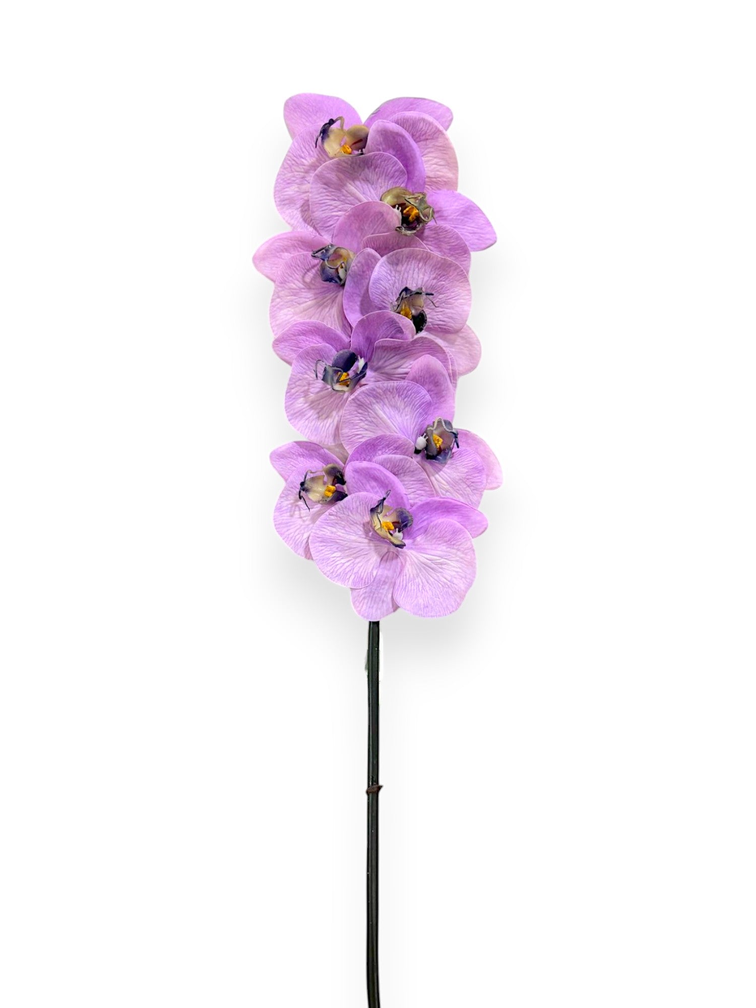 ORCHID PHAL.X8 34"