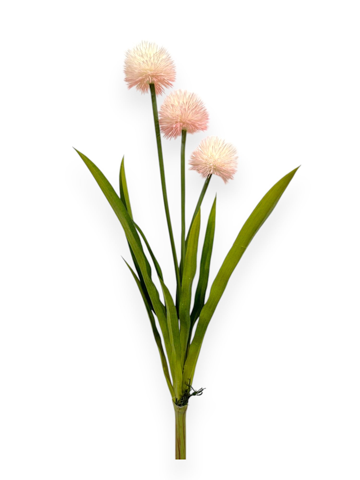 POM POM ALLUIM BUSH 24"