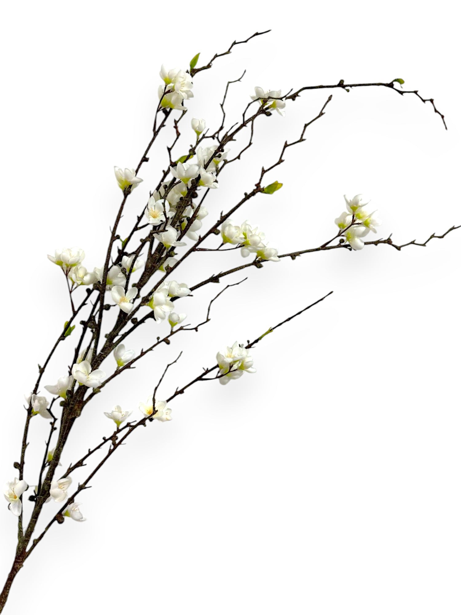 CHERRY BLOSSOM 57"