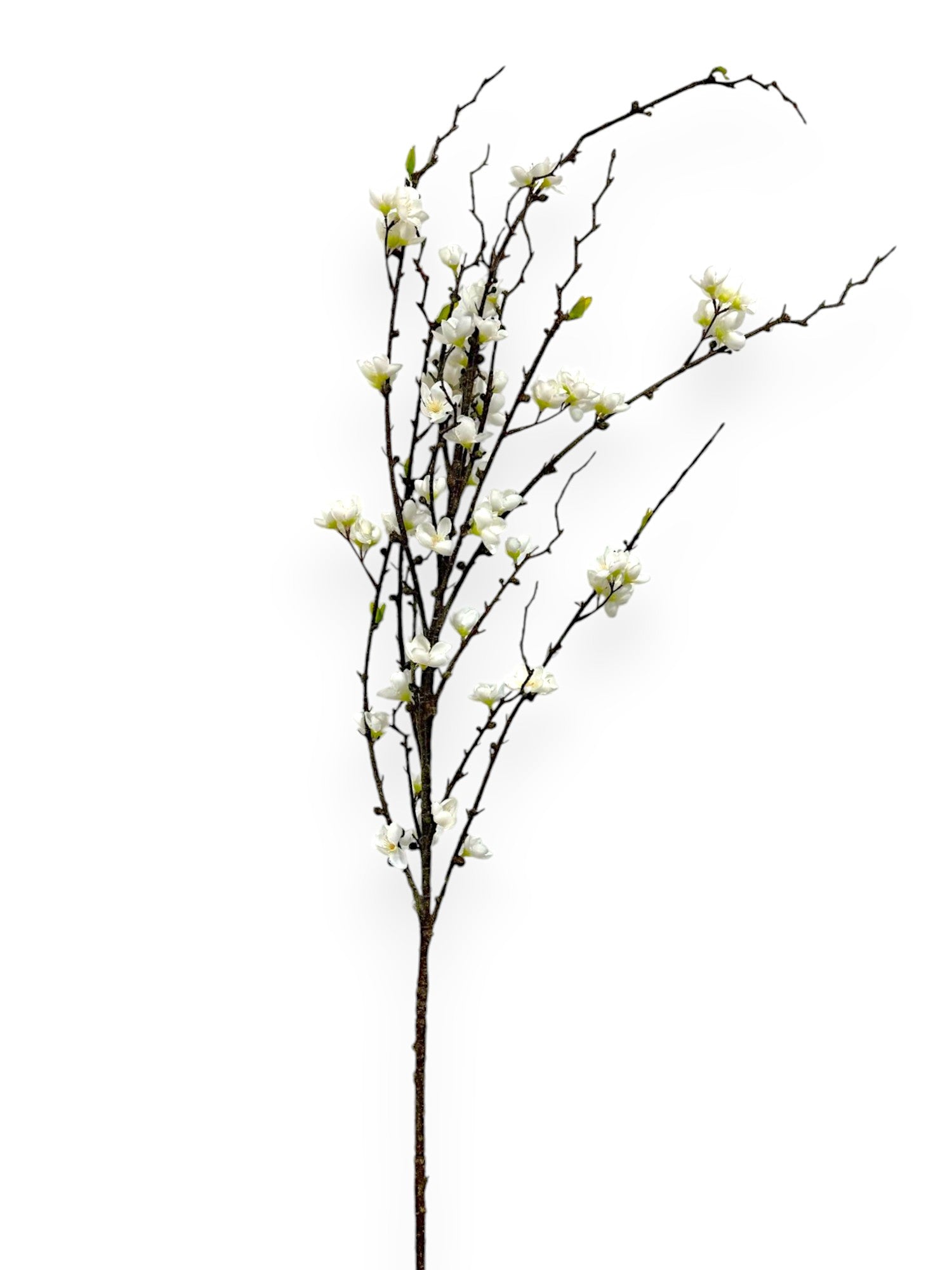 CHERRY BLOSSOM 57"