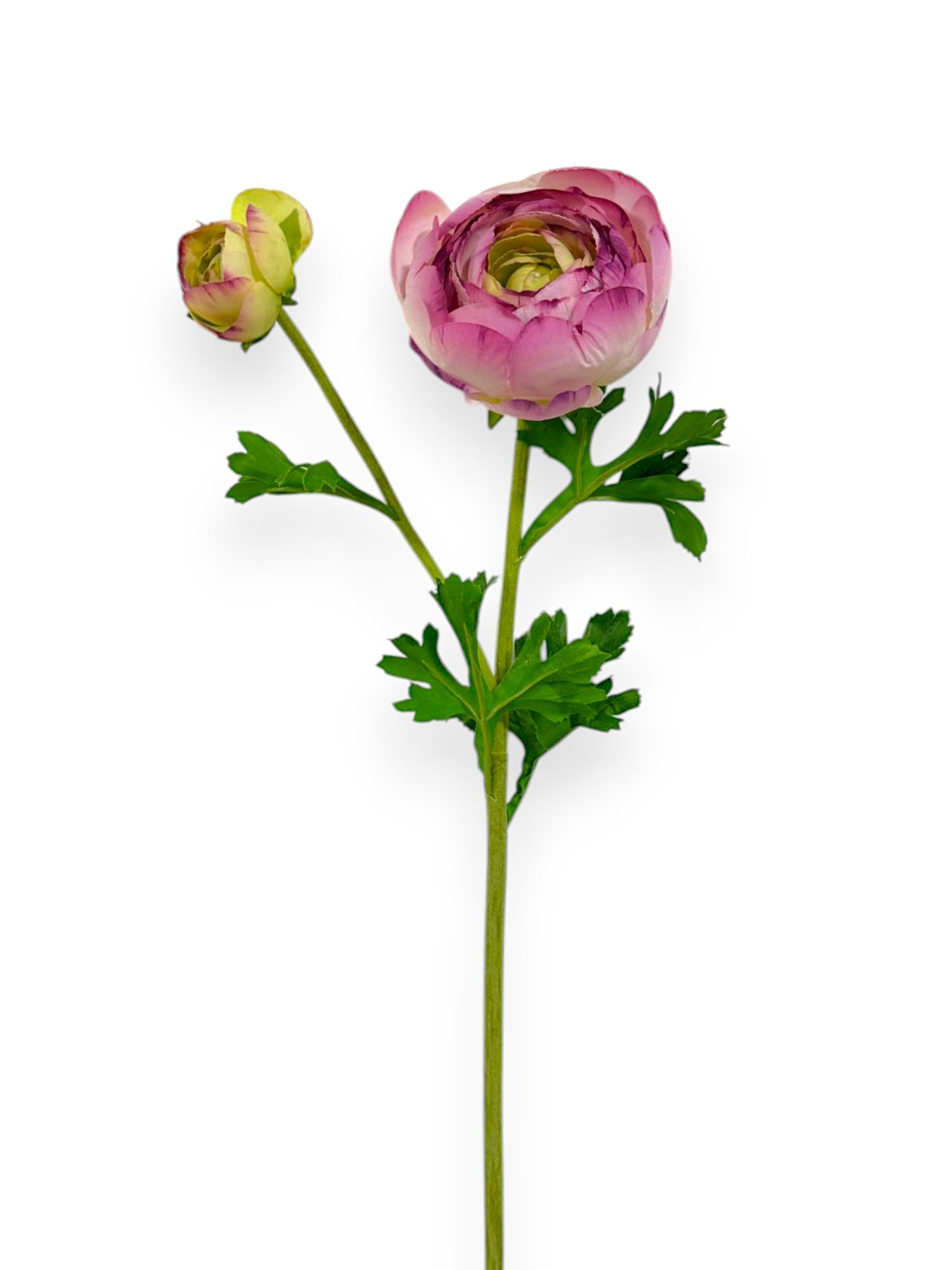 RANUNCULUS X1F1B 22"