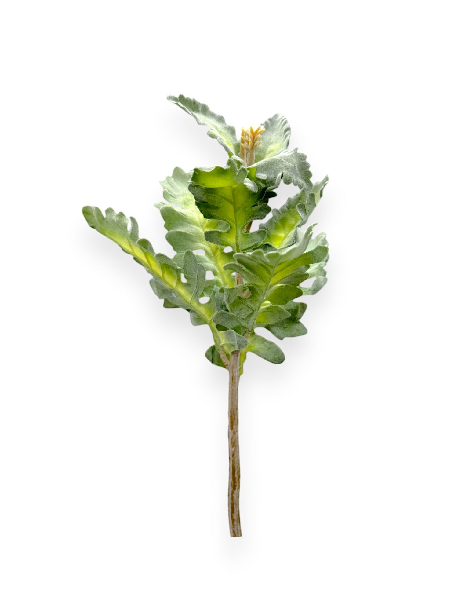 DUSTY MILLER STEM 12"