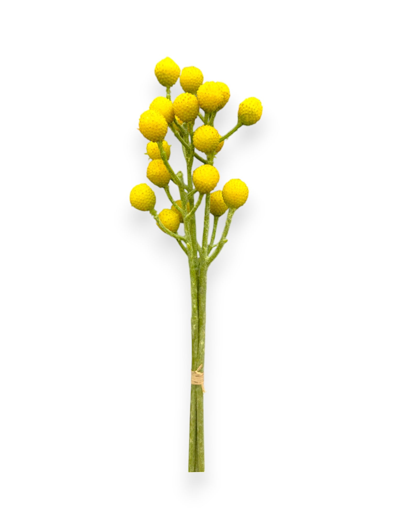 CRASPEDIA BUNDX3 13"
