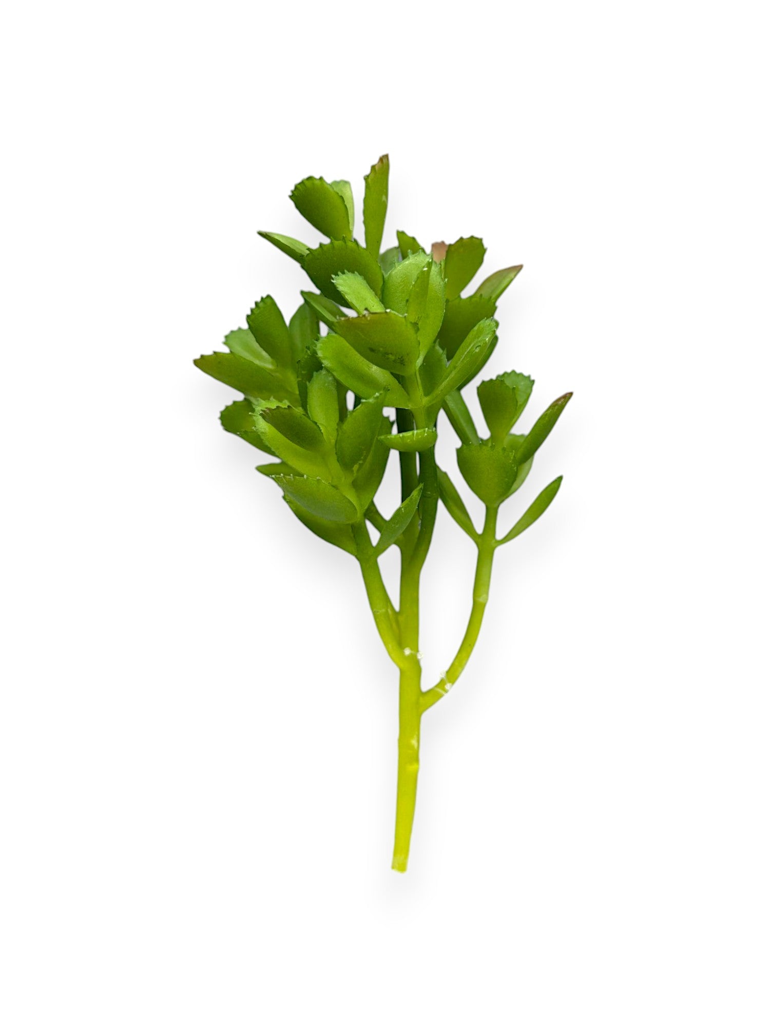 SUCCULENT PICK 8"