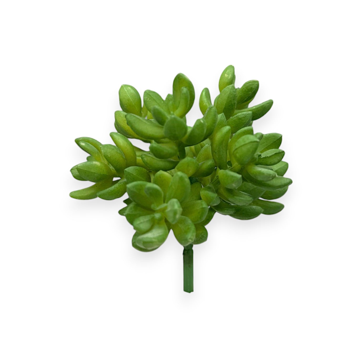 SEDUM PICK 5.5"