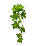 SUCCULENT PICK 10"