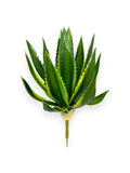 AGAVE 15"