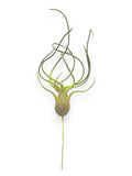 TILLANDSIA PICK 12"