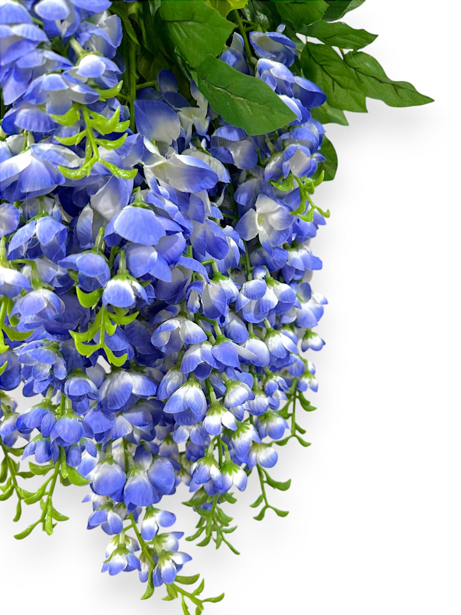 HNG WISTERIA X14 30"