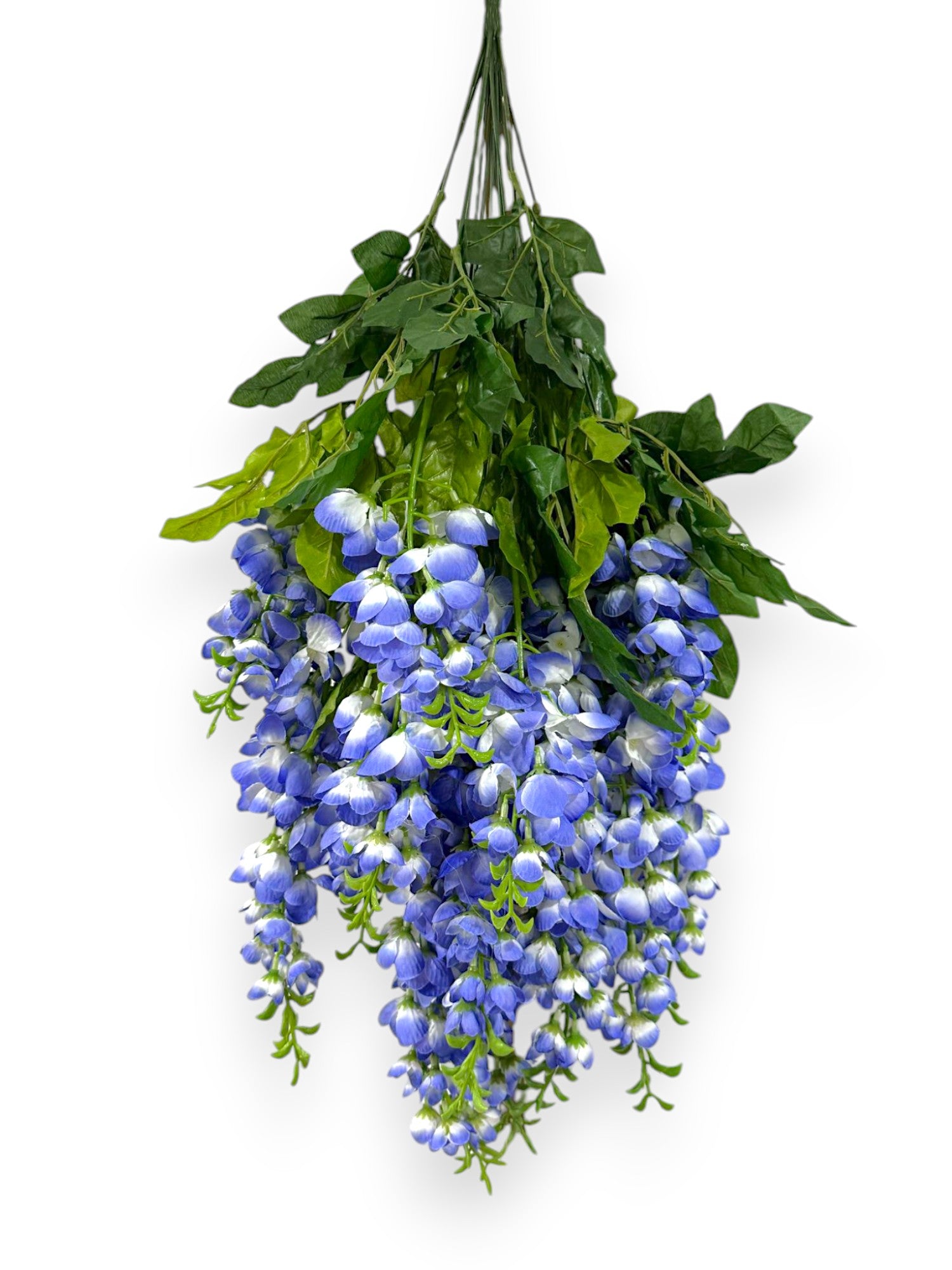 HNG WISTERIA X14 30"