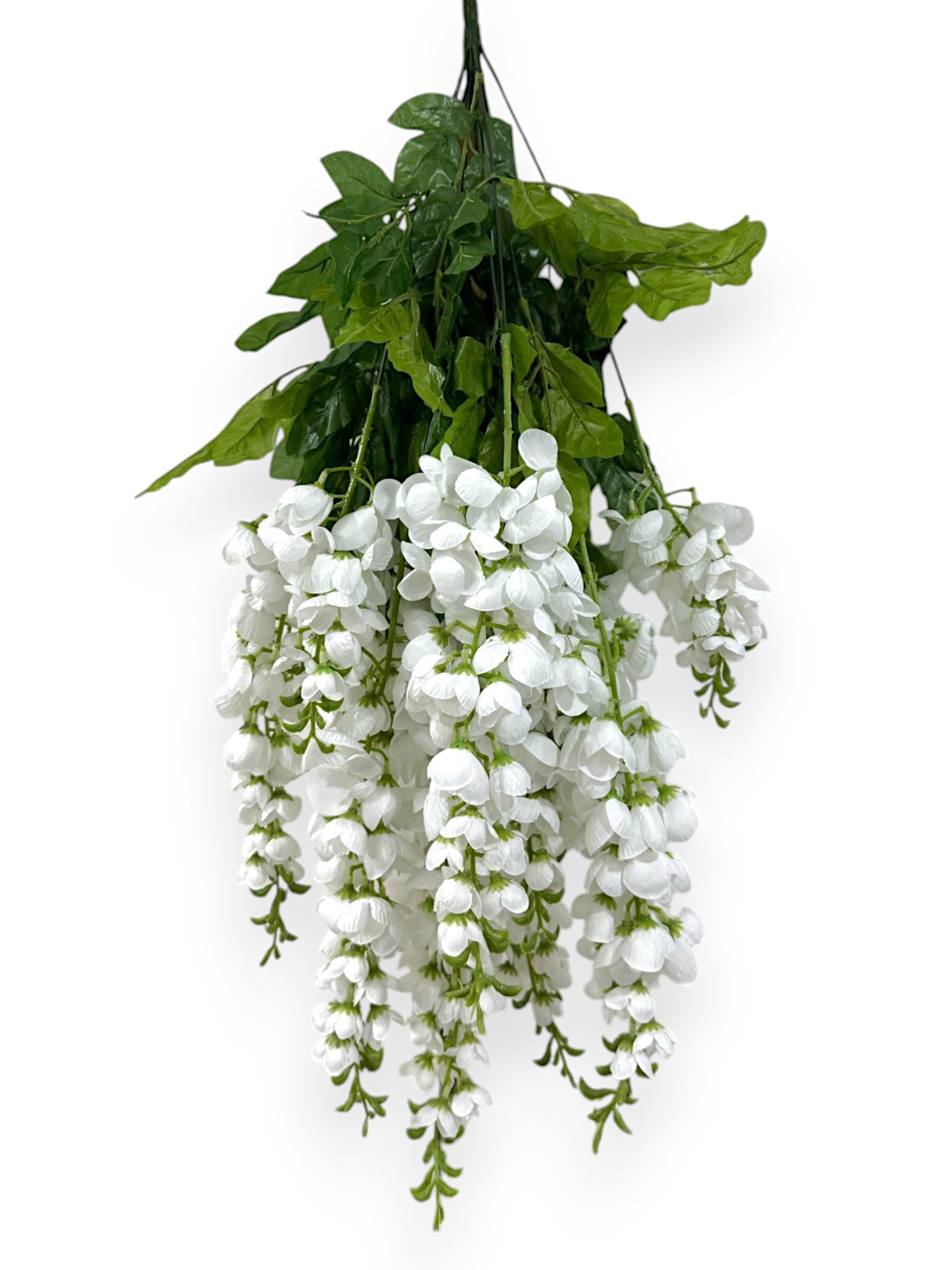 HNG WISTERIA X14 30"