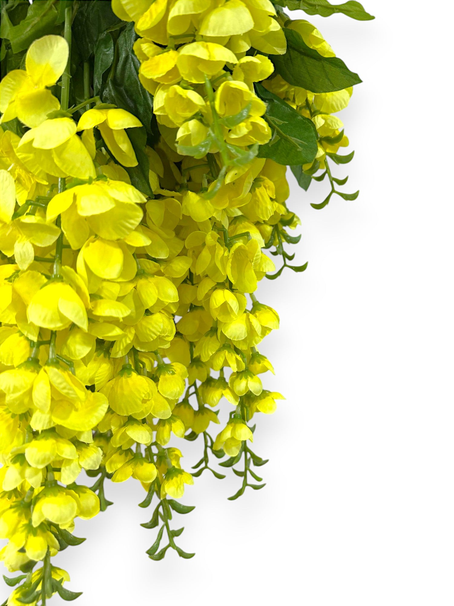 HNG WISTERIA X14 30"